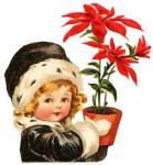 christmas flower